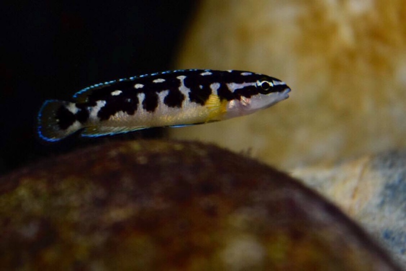 Julidochromis transcriptus 'Bemba'